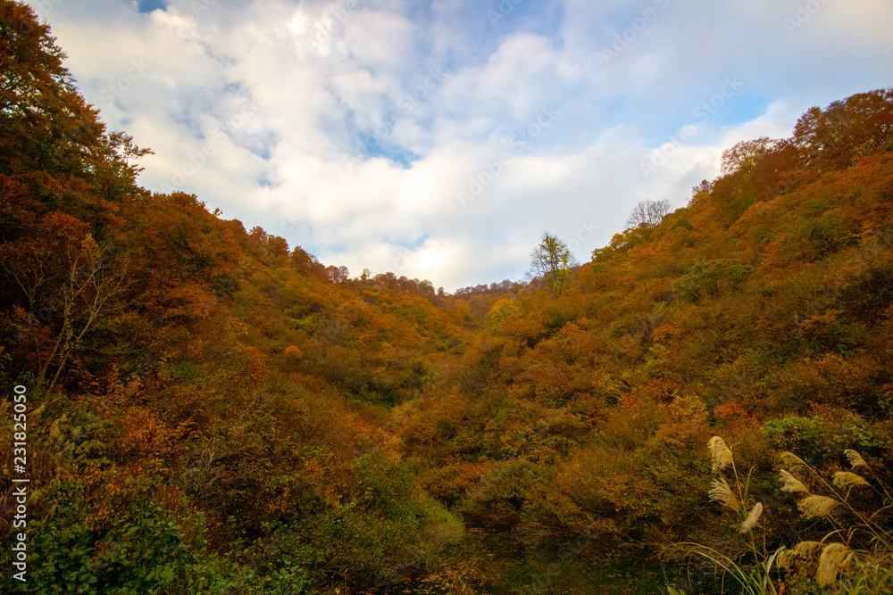 紅葉