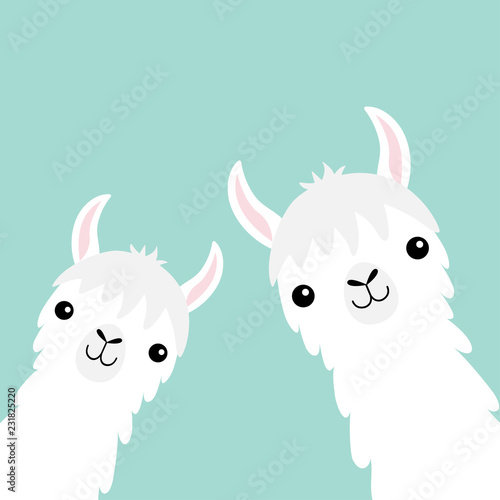 Two llama alpaca animal set. Face neck. Fluffy hair fur. Cute cartoon funny kawaii character. Childish baby collection. T-shirt, greeting card, poster template print. Flat design. Blue background. photo