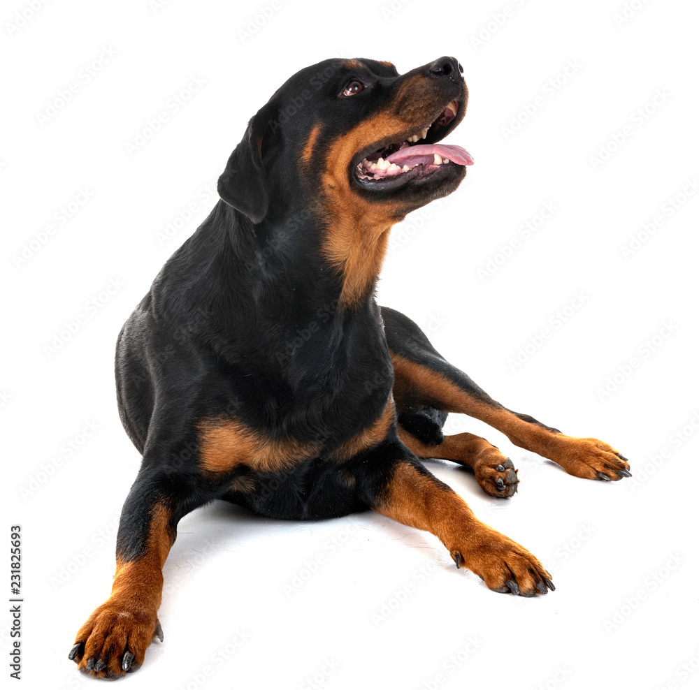 rottweiler in studio