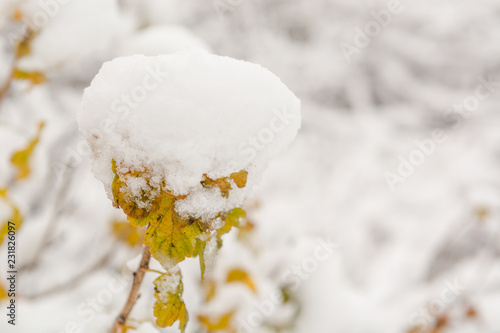 The leaves on the bushes in the snow. Berries on the branches in the snow.