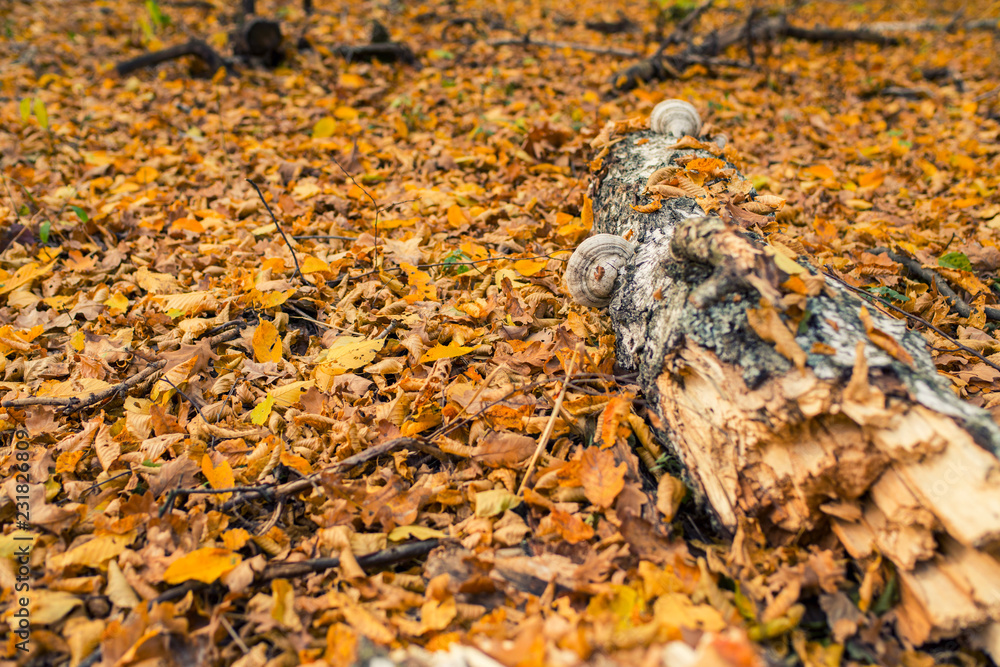 Obraz premium Autumn forest