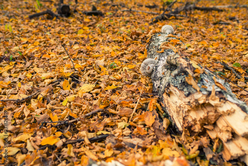 Autumn forest