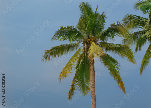 coconut Palm trees against sky, Palm trees at tropical coast