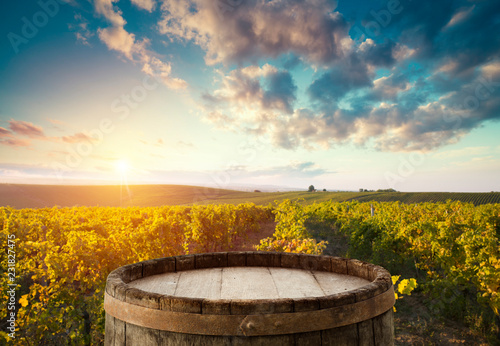 vineyard with ripe grapes in countryside at sunset