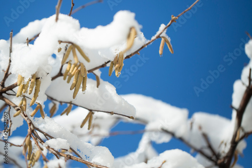 Frozen branch with burgeons. closeup shot. macro