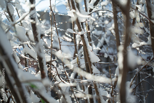 Frozen branch with burgeons photo