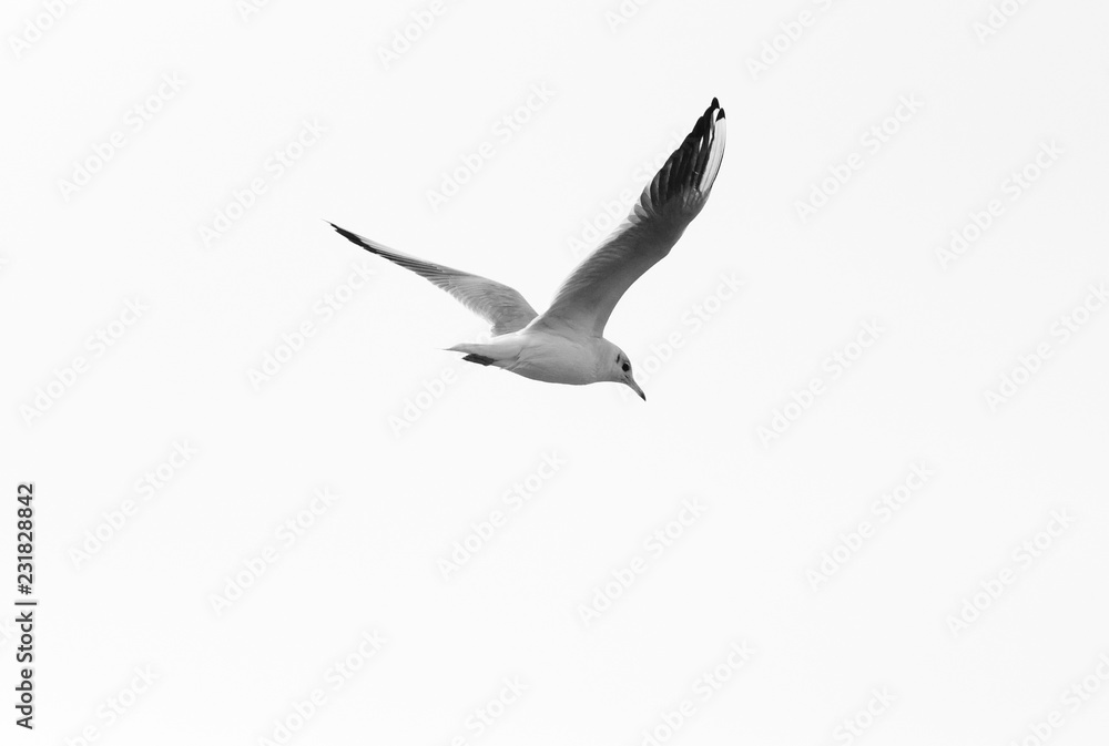 Obraz premium Seagull Against Sky