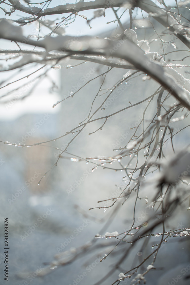 Frozen branch with burgeons Frozen branch with burgeons