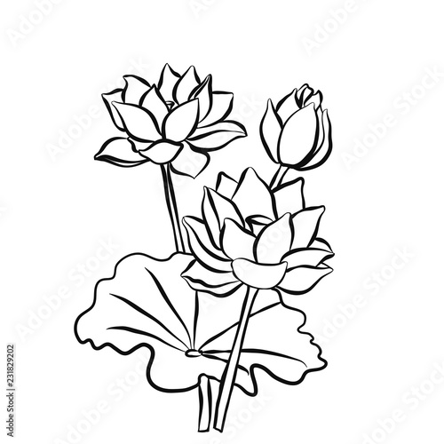Fototapeta Naklejka Na Ścianę i Meble -  Beautiful lotus flowers black white isolated sketch