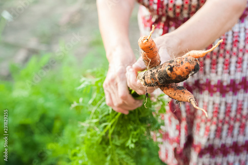 The wrinkled hands of an elderly person hold fresh carrots with earth and tops. Closeup carrot harvest in the hands of an elderly woman