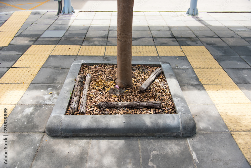 Naklejka premium Trees planted on walkway bangkok thailand.