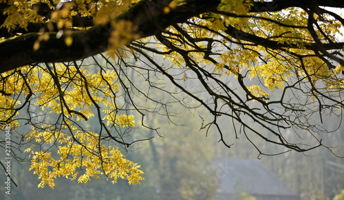 automne feuille arbre bois environnement