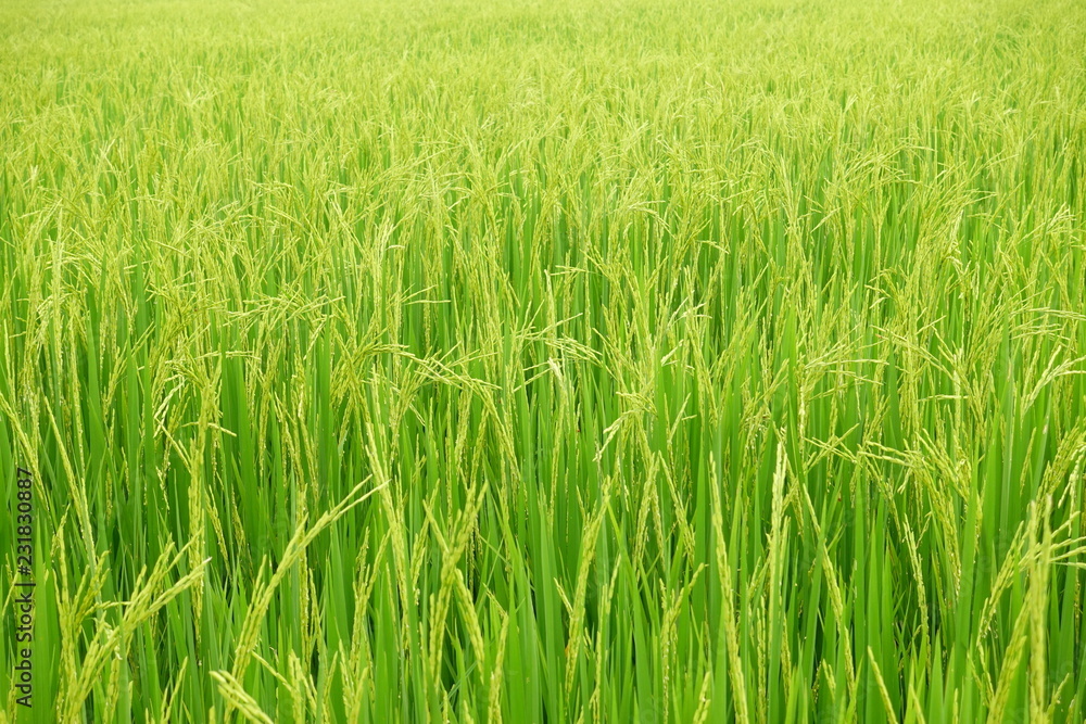 close up of ripening rice in a paddy field close up of ripening rice in a paddy field