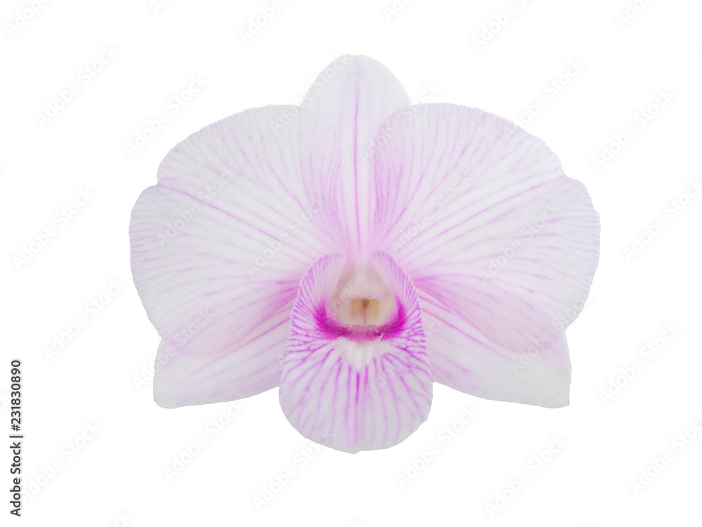 Beautiful purple orchids flower blooming isolated on white background Beautiful purple orchids flower blooming isolated on white background