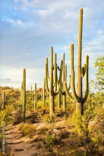 Landscape of the Sonoran Desert  with Saguaro cacti, Saguaro National Park, southeastern Arizona, United States.