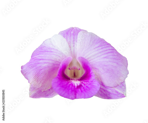 Beautiful purple orchids flower blooming isolated on white background © Jakkarin