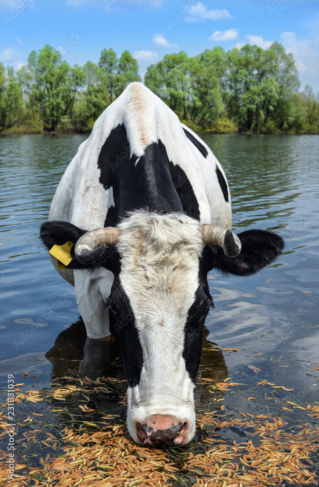 Beautiful funny cow on a watering place on farm. The portrait of cow drinking  water on background of blue sky, river and forest. Livestock Stock Photo |  Adobe Stock