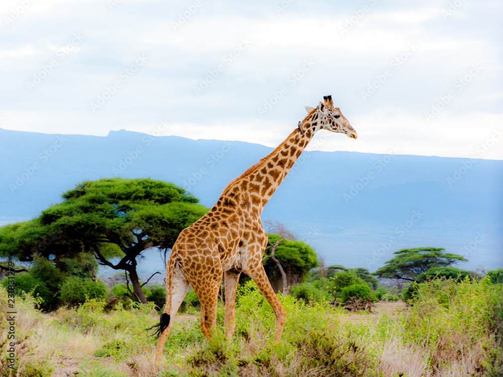 Obraz premium Animals