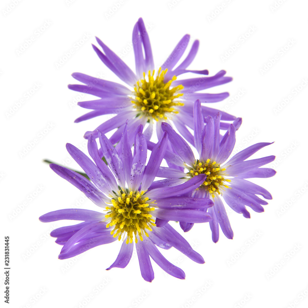 Obraz premium alpine aster isolated on white background