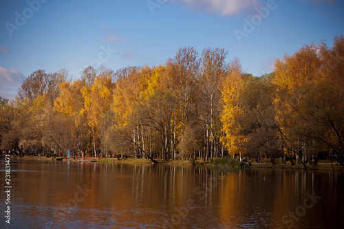 Enchanting autumn light in a park vivid rays of gold light falling through the trees unto the ground