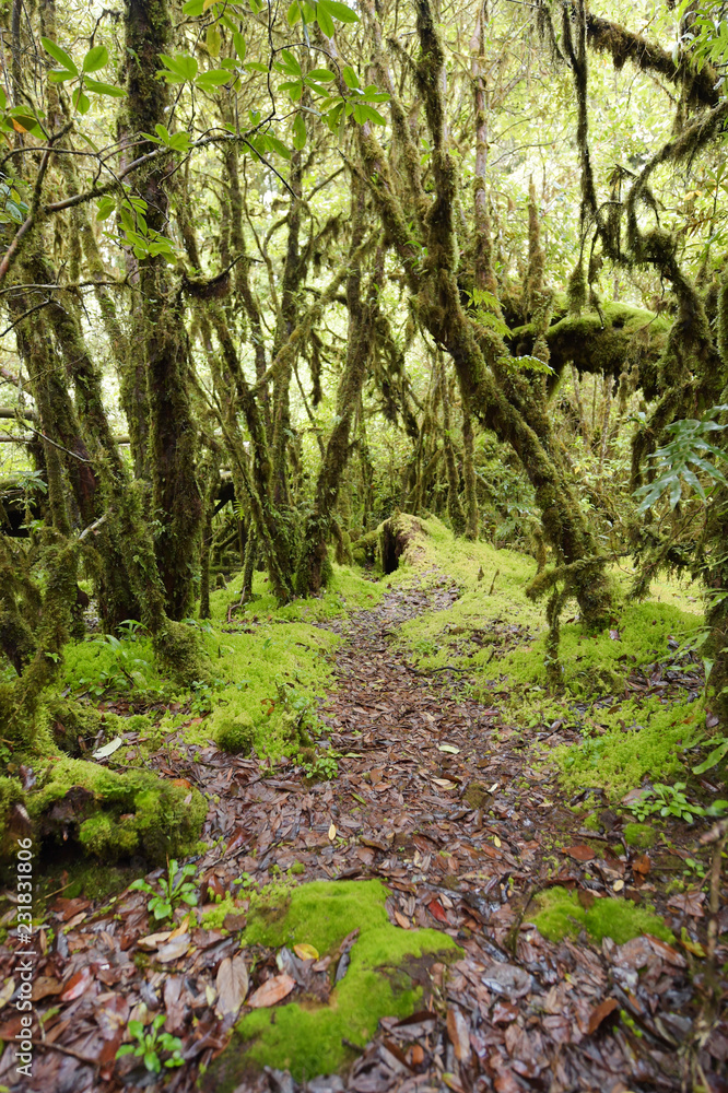tree trunks and the ground covered with green moss in forest tree trunks and the ground covered with green moss in forest
