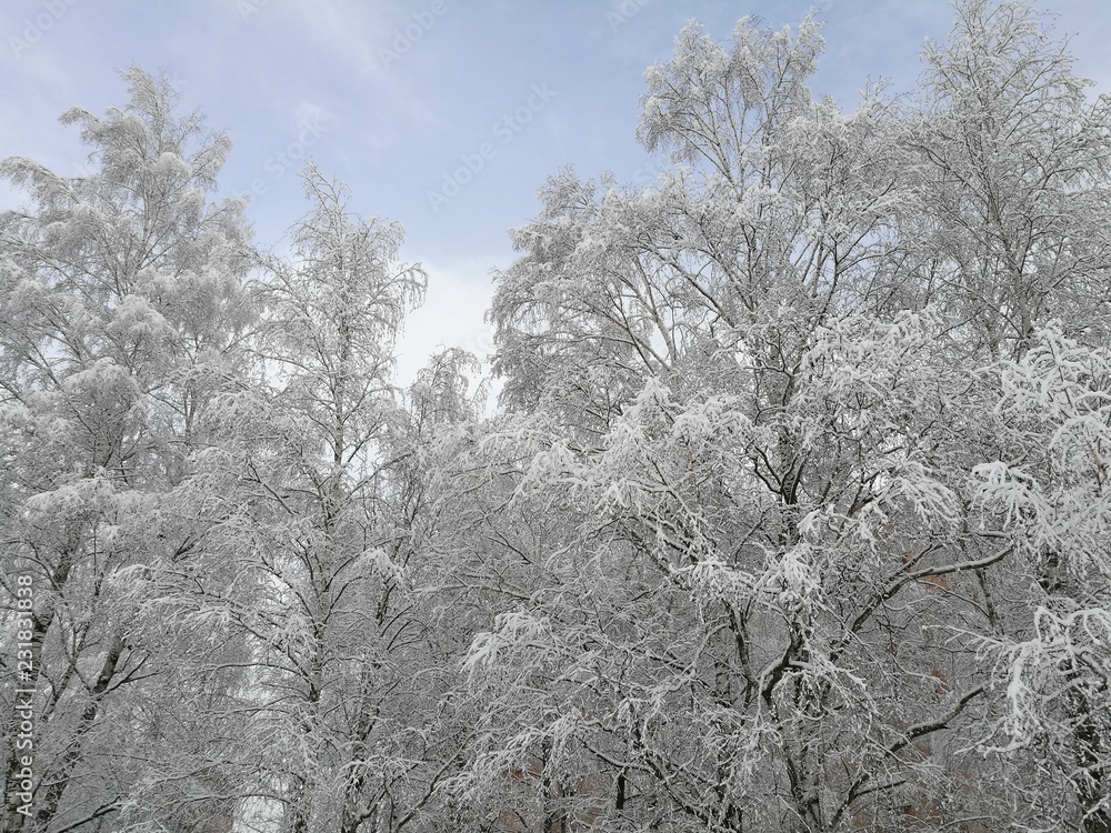 branches in the snow branches in the snow