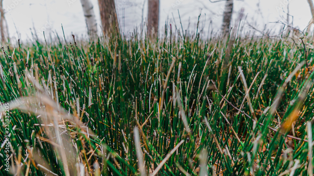 Obraz premium Grass