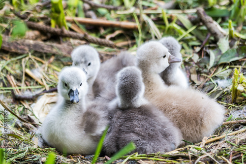 Swan baby cygnet cuddling together to keep their body warm in the hatchingnest at the river side