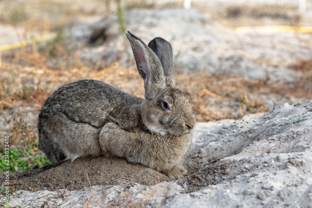 Portrait of a big beautiful rabbit in the yard Portrait of a big beautiful rabbit in the yard