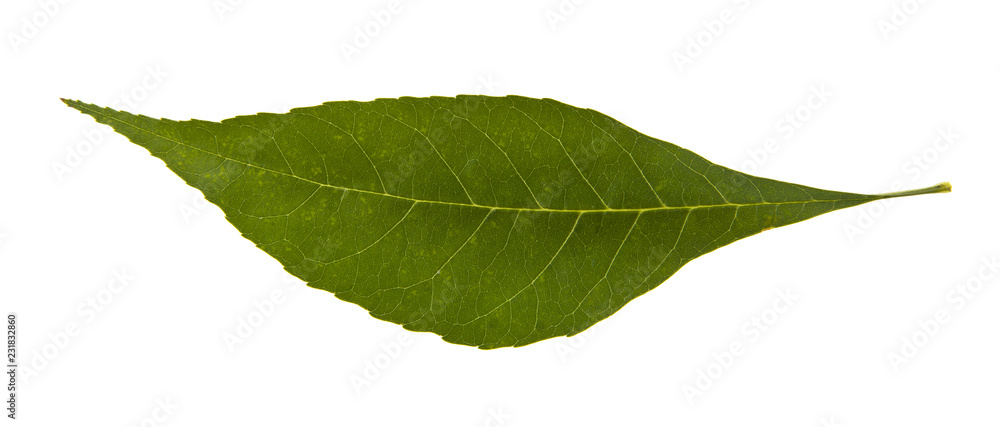 Fototapeta premium green leaves isolated on white background