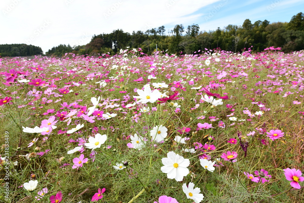 コスモス咲く公園