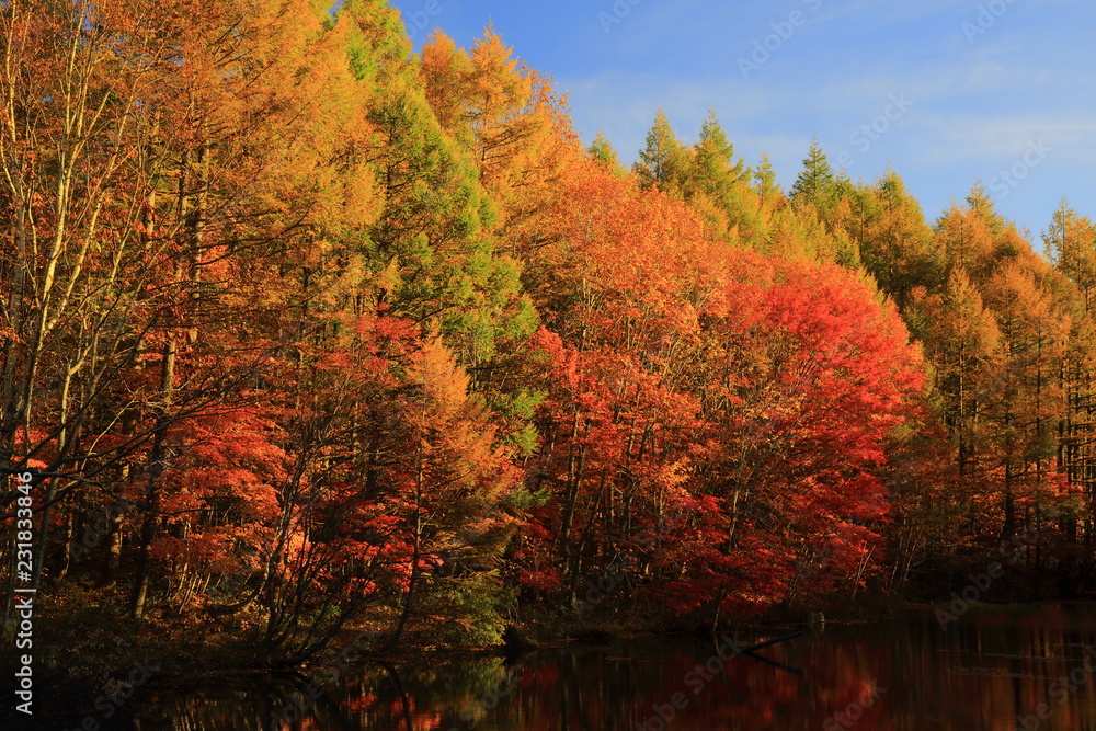Fototapeta premium 紅葉の八幡平