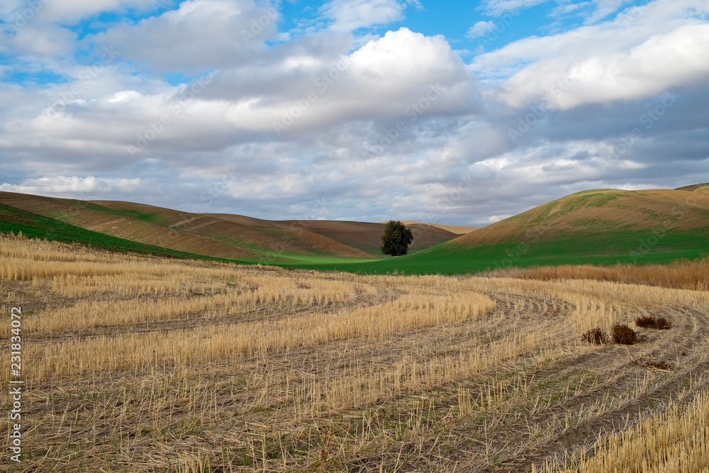 field and blue sky