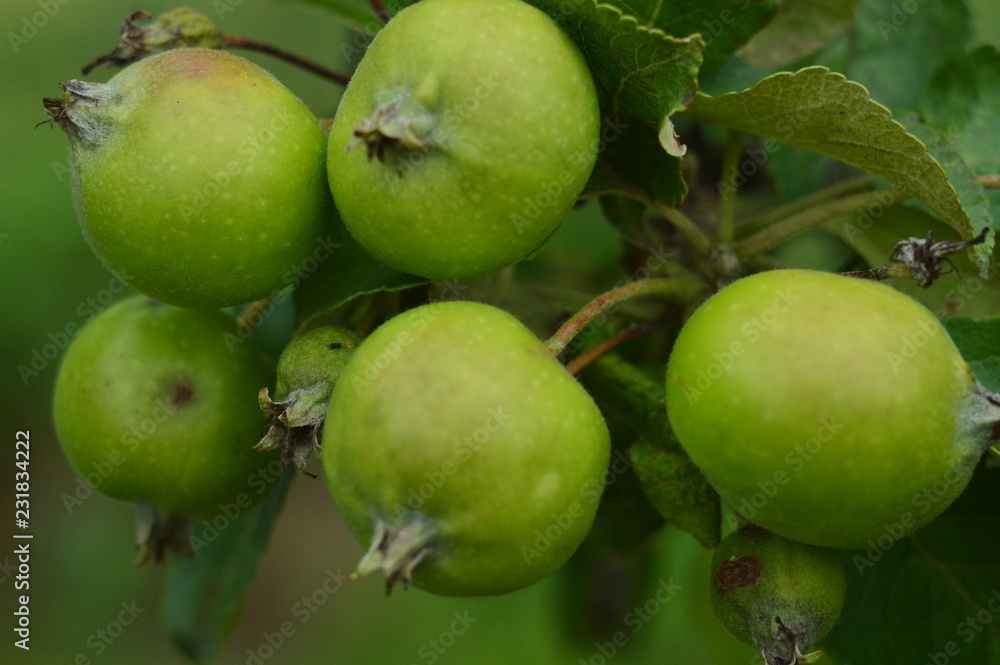 green apples on tree