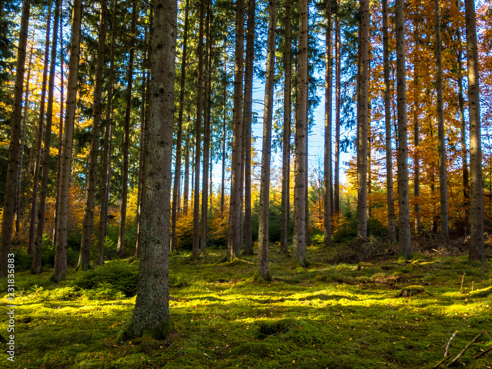 Obraz premium black forest in autumn