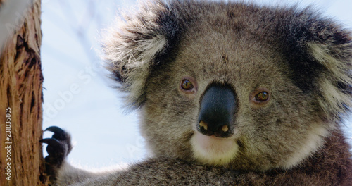 Photography Close-up of cute koala clinging to Eucalyptus tree looking straight at camera