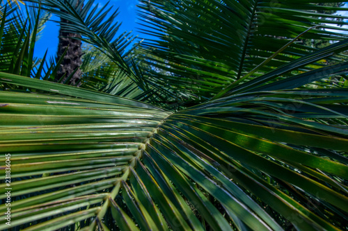 large palm branch in blue sky