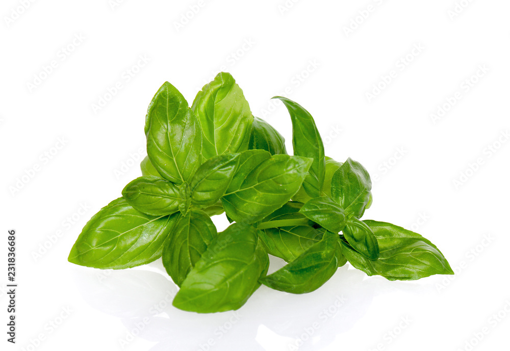 Basil fresh leaves isolated on white background Basil fresh leaves isolated on white background