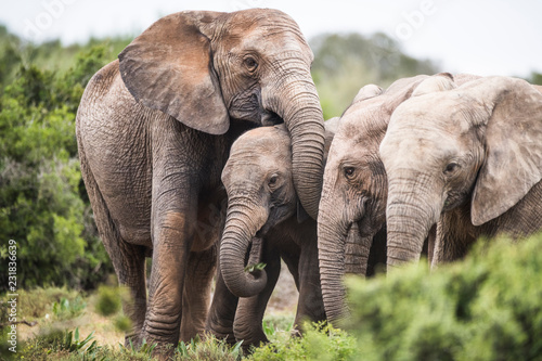 African elephant herd with tuskless matriarch photo