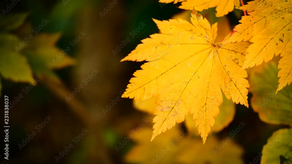Nature Video Maple leaf or Acer pseudoplatanus. The wind is blowing a Maple leaves are changing colors in the autumn with blur background,Nature concept. Nature Video Maple leaf or Acer pseudoplatanus. The wind is blowing a Maple leaves are changing colors in the autumn with blur background,Nature concept.