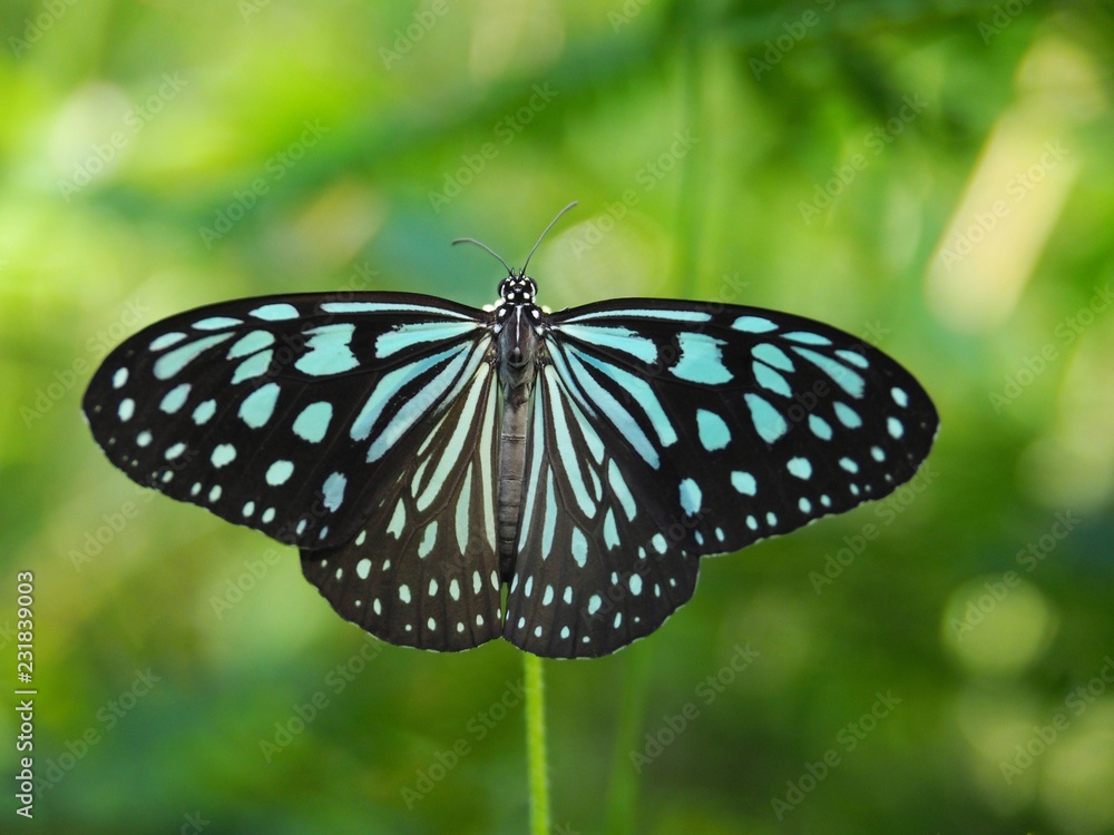Naklejka premium Dark Blue Glassy Tiger is a butterfly with blue and black color. On a white grass flower Natural background blur In soft green It is a beautiful insect with the scientific name of Ideopsis vulgaris.