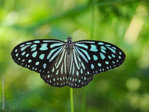 Dark Blue Glassy Tiger is a butterfly with blue and black color. On a white grass flower Natural background blur In soft green It is a beautiful insect with the scientific name of Ideopsis vulgaris.