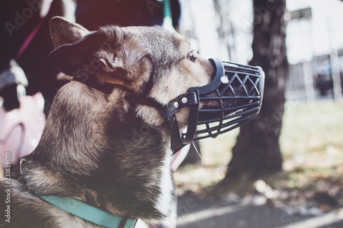 Dog with Muzzle portrait photo