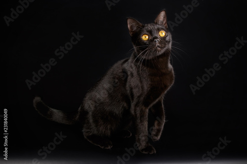 American shorthair cat on colored backgrounds