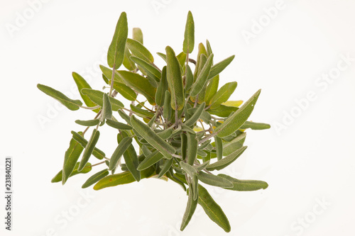 Green sage leaves osolated over white background