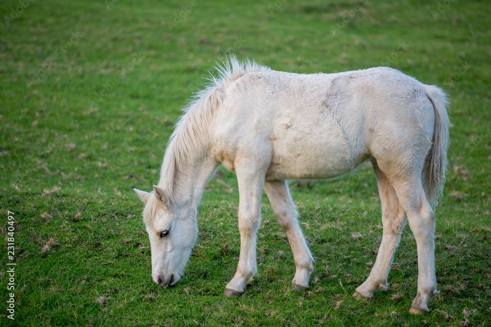 White Feral Foal White Feral Foal