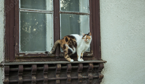 a domestic cat on an old wooden carved window of the house