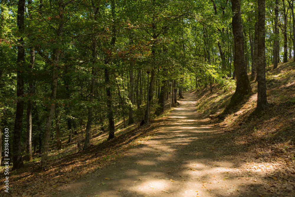 Obraz premium Foreste Casentinesi