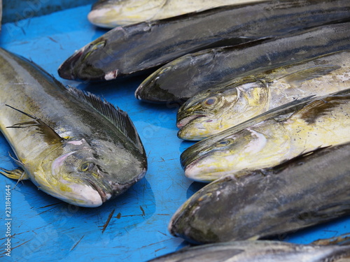 Tuna fish on the local market in Sri Lanka photo