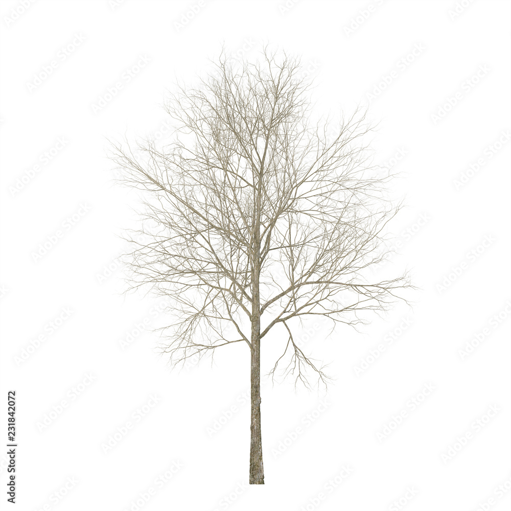 Fototapeta premium Dry wood. Isolated on white background. 3D rendering.